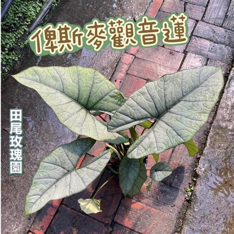 比斯麥觀音蓮|觀葉植物迷交流站 